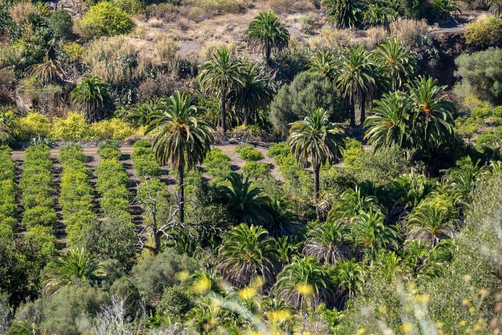 Cosy Bungalow Green Oasis Maspalomas  Exteriör bild